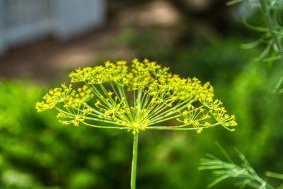 移轴镜头中的黄色花朵
